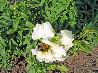 Image showing bumble bee in a flower