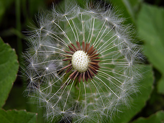 Image showing Dandelion Close Up