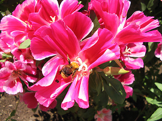 Image showing Bumblebee