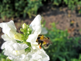 Image showing Bumblebee on a flower