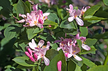 Image showing bush dogberry_4