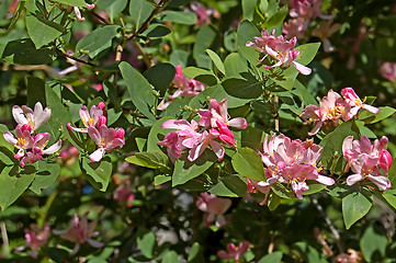 Image showing bush dogberry_5