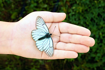 Image showing Butterfly on infant hand