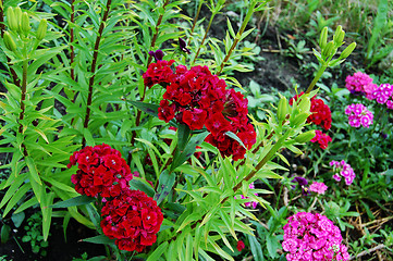 Image showing carnation