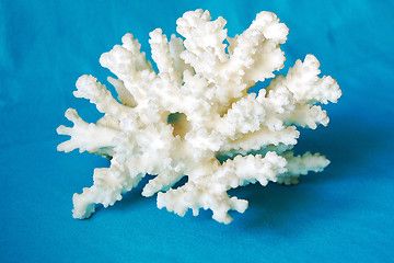 Image showing Coral