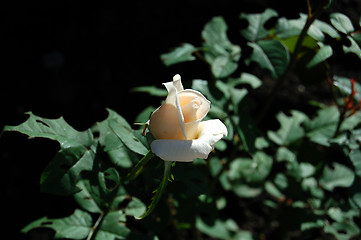 Image showing cream roses