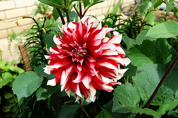 Image showing dahlia