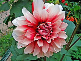 Image showing dahlias