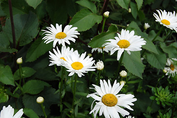 Image showing Daisies