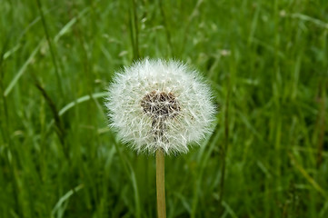 Image showing Dandelion