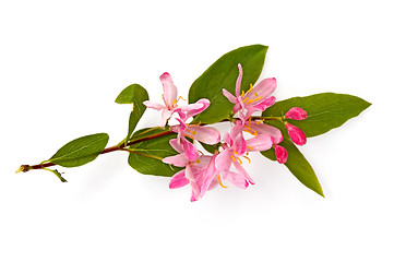 Image showing flowering branch_2