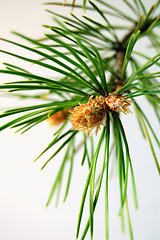 Image showing flowering pine