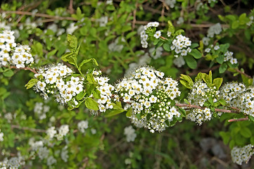 Image showing Flowering shrubs_1