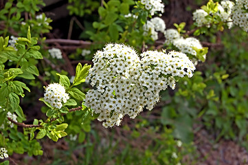 Image showing Flowering shrubs_3