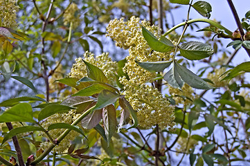 Image showing Flowering tree_1