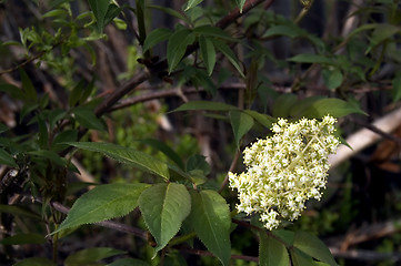 Image showing Flowering tree_2