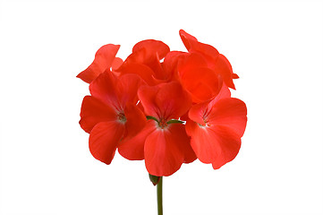 Image showing geranium_1