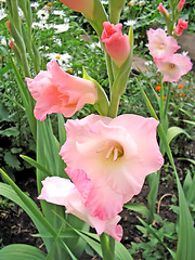Image showing gladiolus