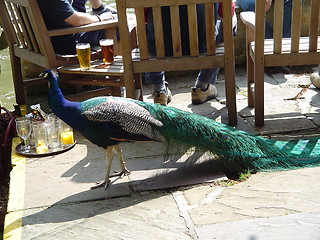 Image showing Peacock