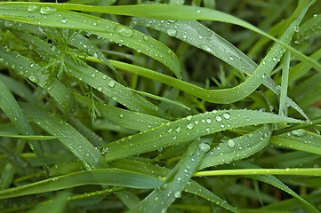 Image showing Grass after rain