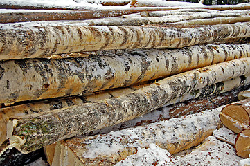 Image showing Harvested birch