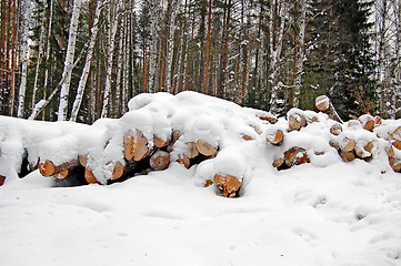 Image showing harvested wood