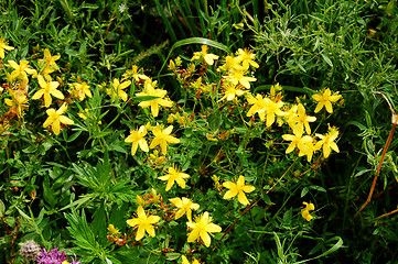 Image showing healing plant