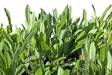 Image showing Leaves of scarlet poppies