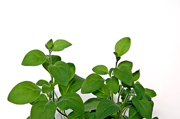 Image showing Leaves petunia