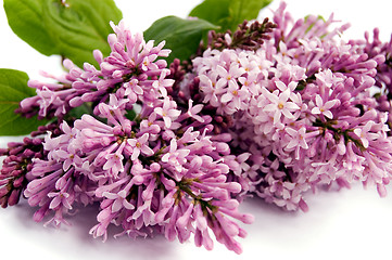 Image showing Lilac