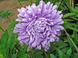Image showing Lilac aster
