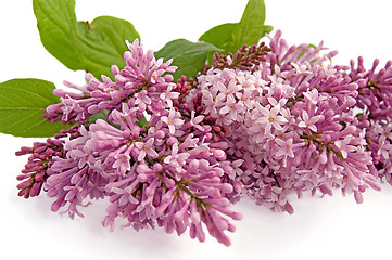 Image showing Lilac bud