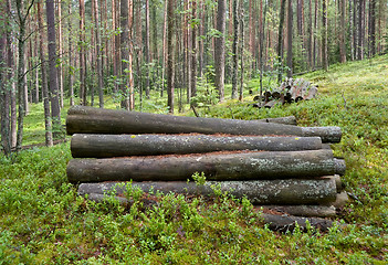 Image showing Logs in the woods