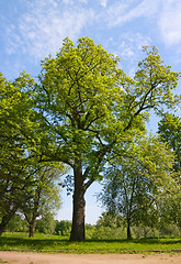 Image showing Green oak tree