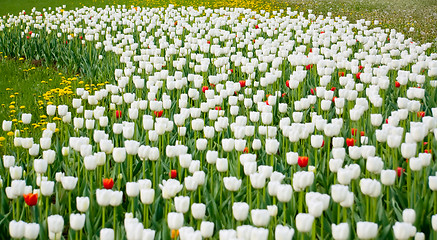 Image showing White and red tulips