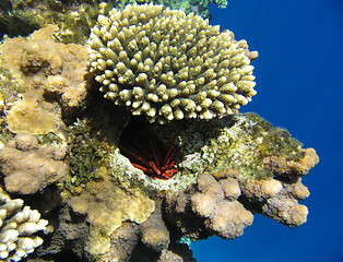 Image showing Tropical coral reef