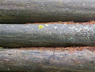 Image showing Logs in the woods
