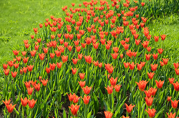 Image showing Red tulips