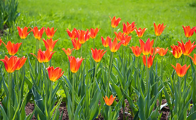 Image showing Beautiful red and yellow tulips