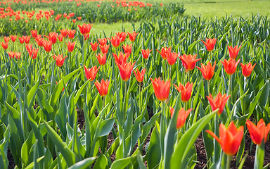 Image showing Red tulips