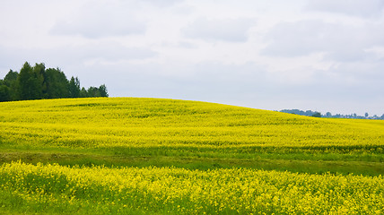 Image showing Oilseed rape field