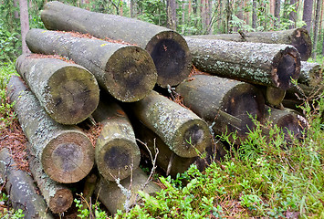 Image showing Logs in the woods