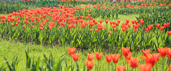 Image showing Red tulips