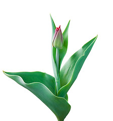 Image showing Tender tulip on white background