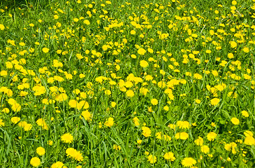 Image showing Green grass field