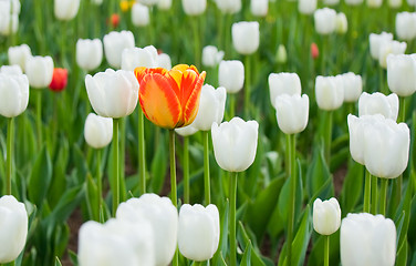 Image showing One red tulip among whites 