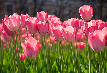 Image showing City flowers in the spring