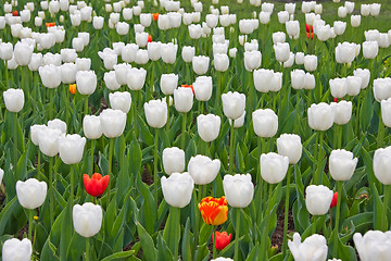 Image showing White and red tulips