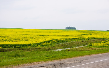 Image showing Road through the rape field