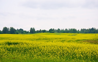 Image showing Oilseed rape field